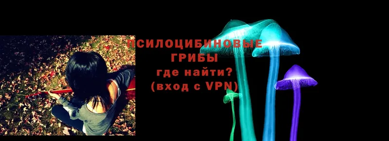 Псилоцибиновые грибы Psilocybe  где найти   Валдай 